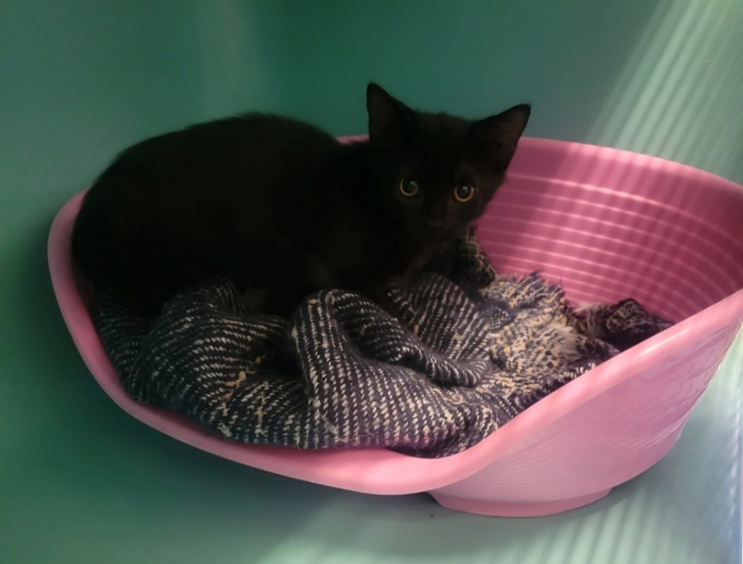 Nito - Chat Européen à adopter - photo 2