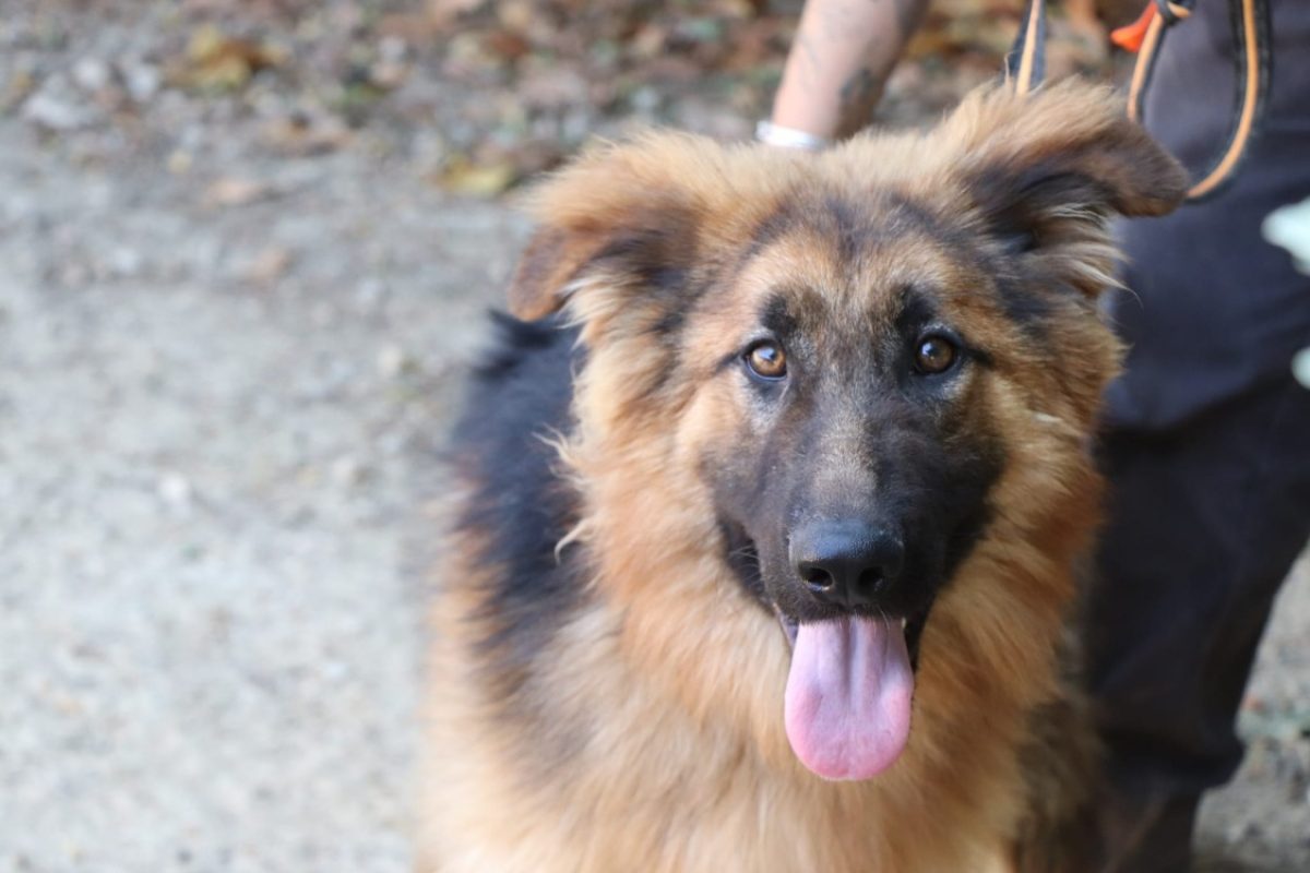 Ali - Chien Berger Allemand à adopter