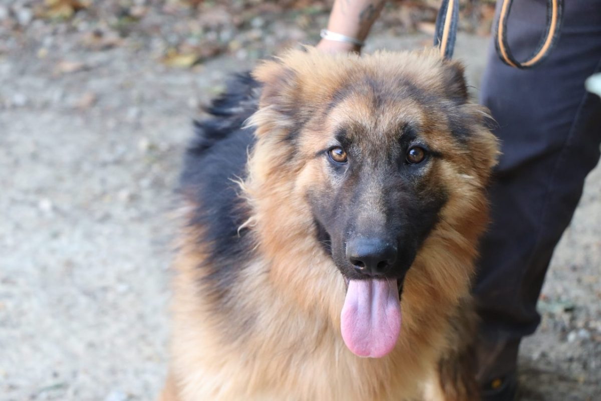 Ali - Chien Berger Allemand à adopter - photo 2