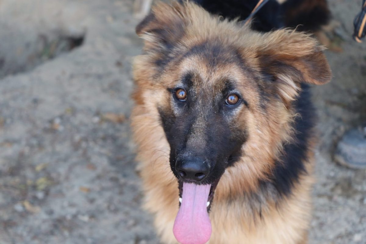 Ali - Chien Berger Allemand à adopter - photo 3