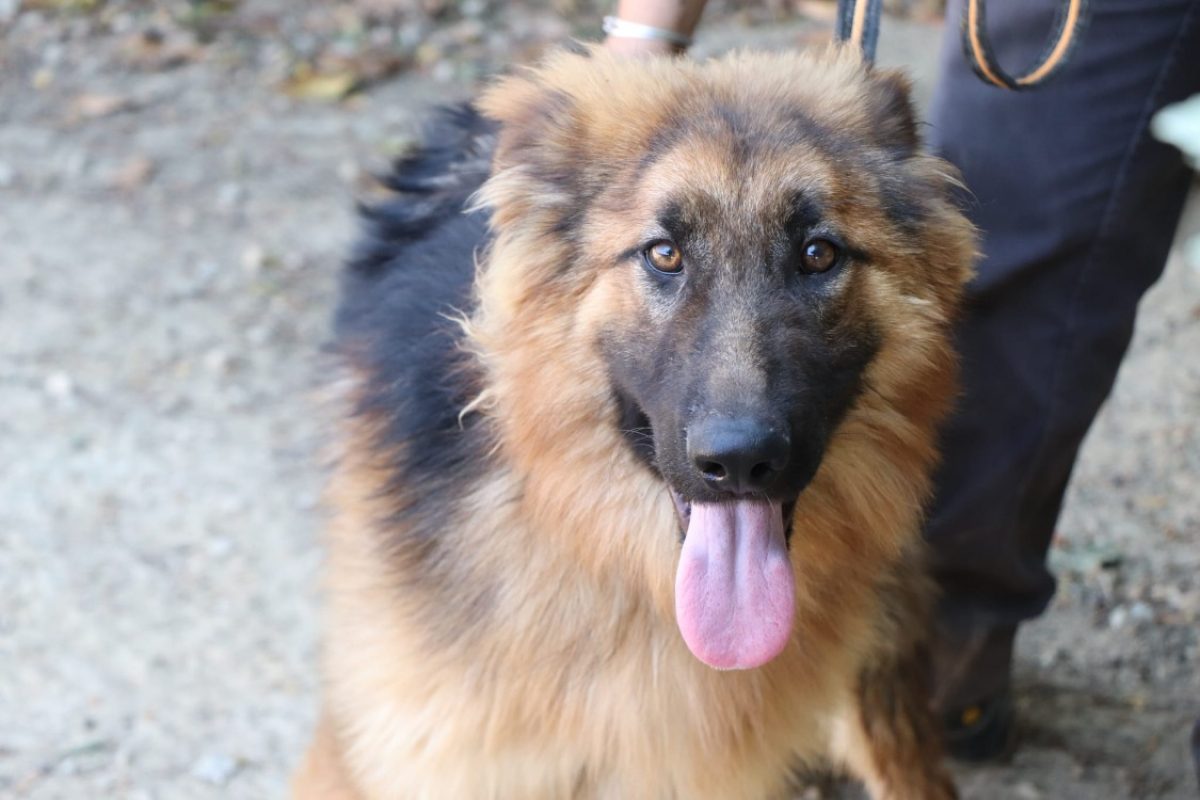 Ali - Chien Berger Allemand à adopter - photo 4