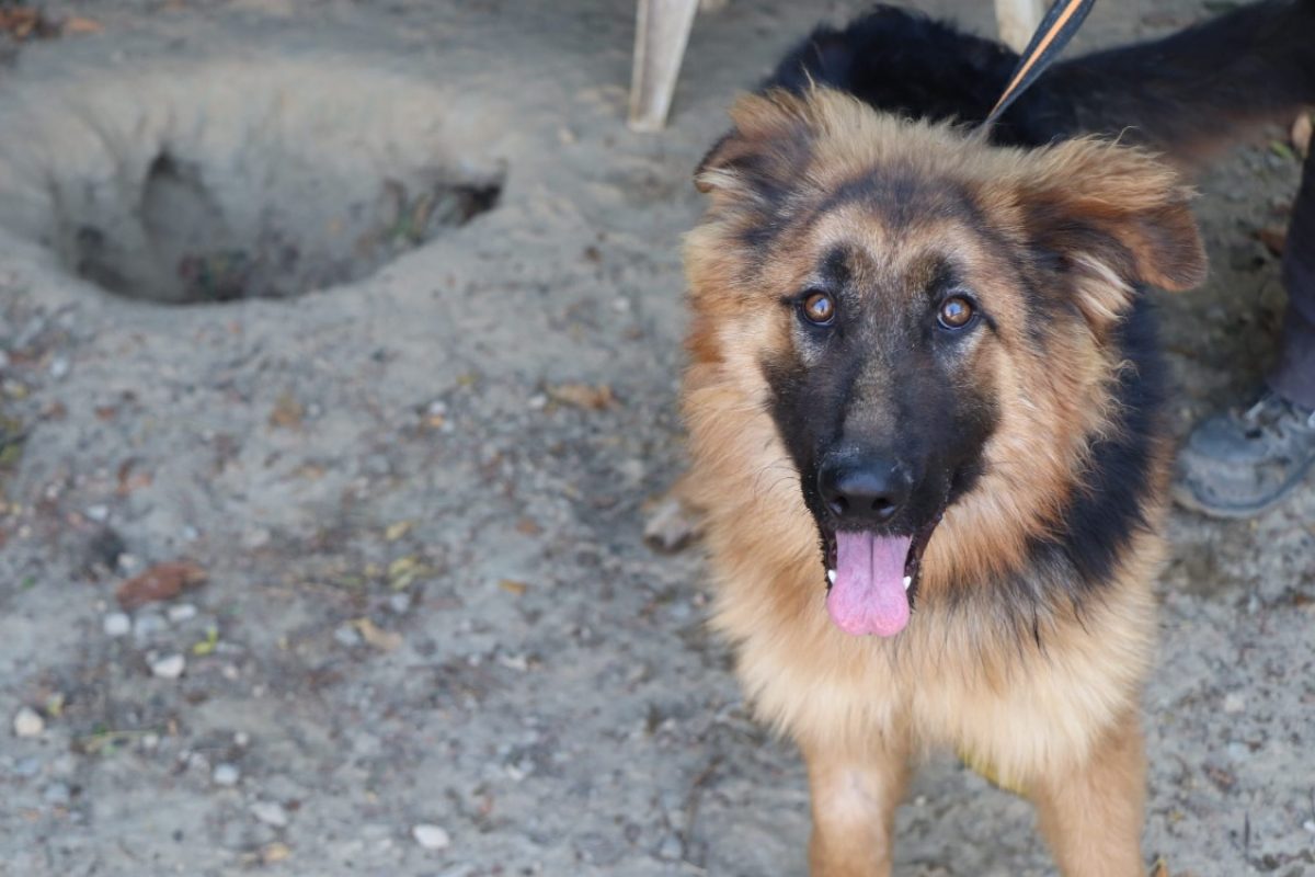 Ali - Chien Berger Allemand à adopter - photo 5