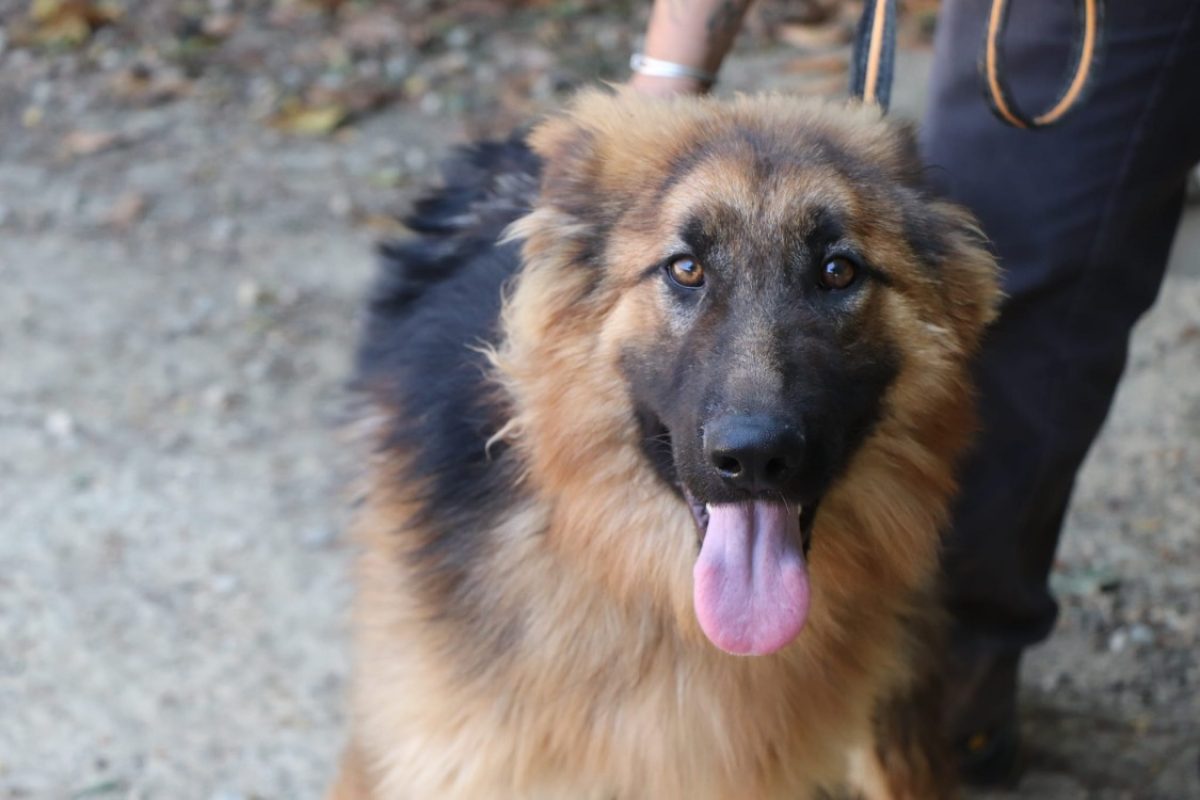 Ali - Chien Berger Allemand à adopter - photo 6