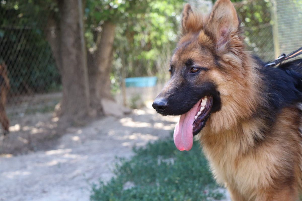 Photo #6 de Yago