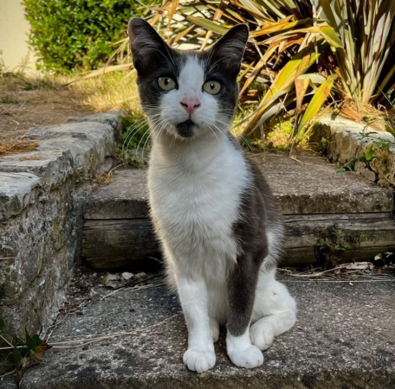 Rayki - Chat Européen à adopter