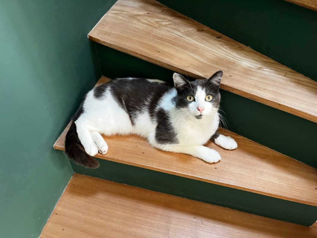 Rayki - Chat Européen à adopter - photo 2