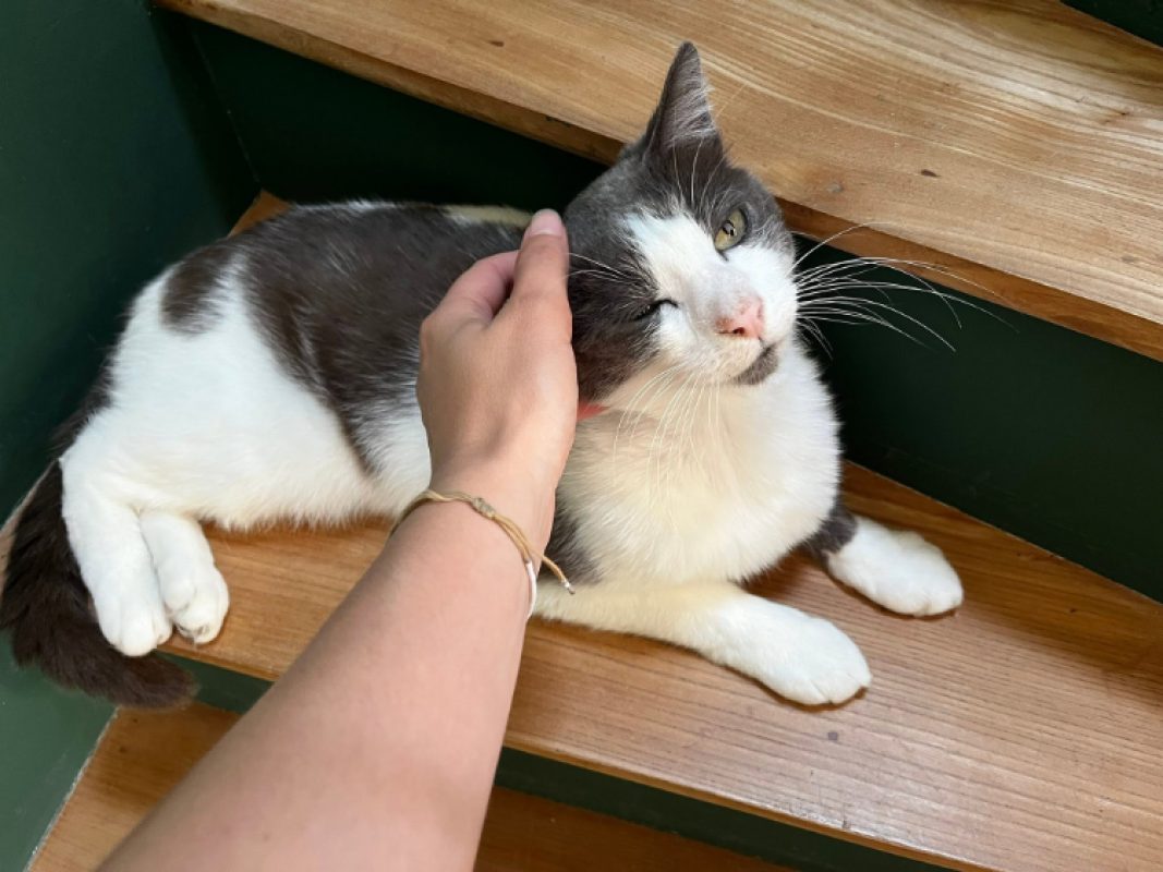 Rayki - Chat Européen à adopter - photo 3