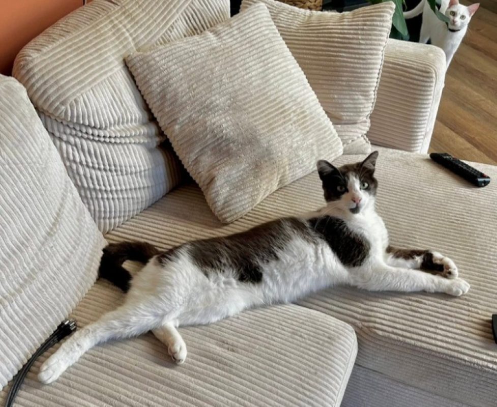 Rayki - Chat Européen à adopter - photo 4