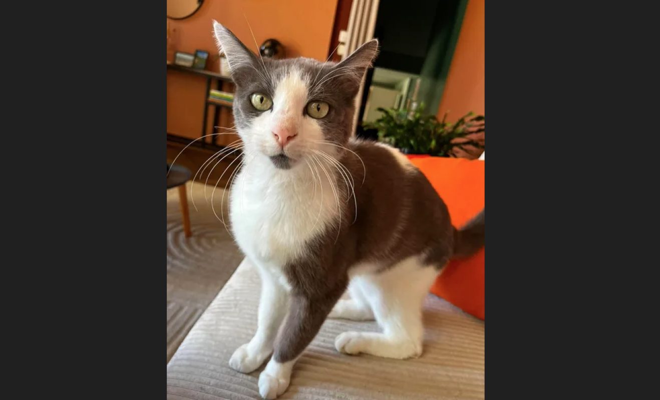 Rayki - Chat Européen à adopter - photo 5