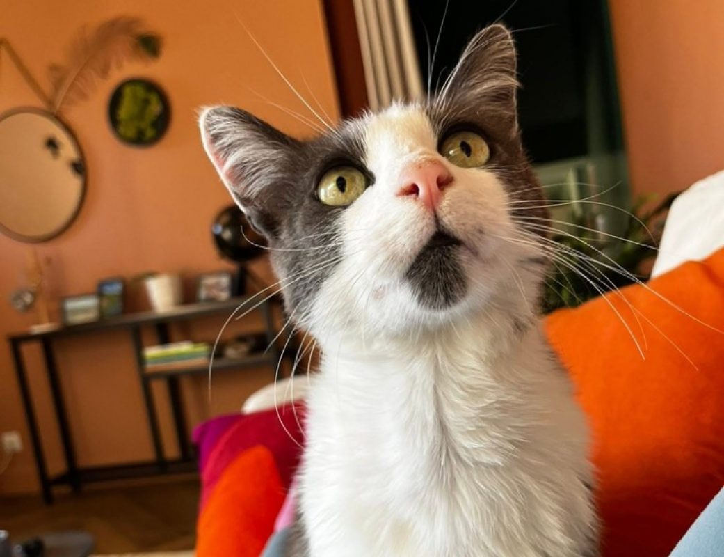 Rayki - Chat Européen à adopter - photo 6