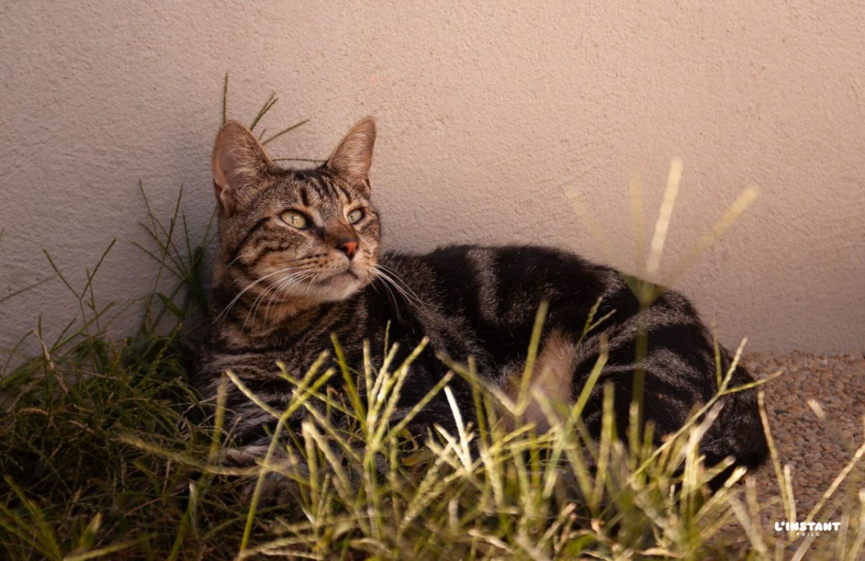 Taiga - Chat Européen à adopter