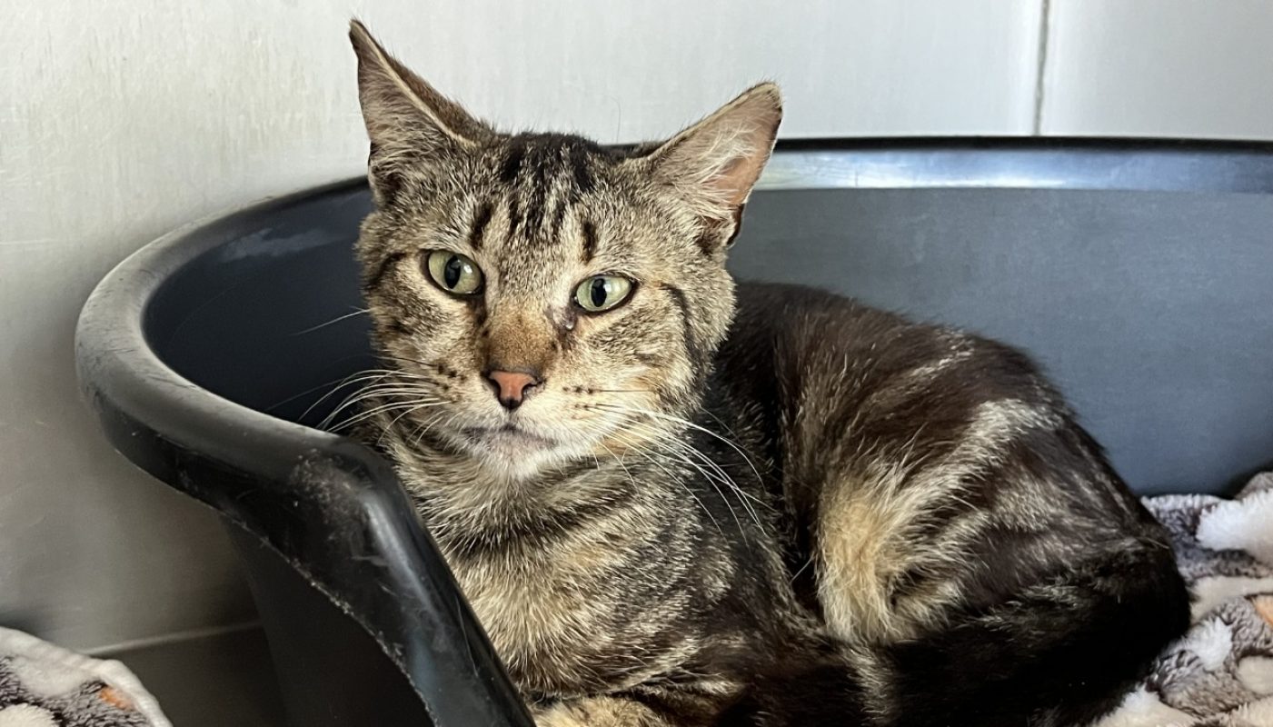 Taiga - Chat Européen à adopter - photo 2
