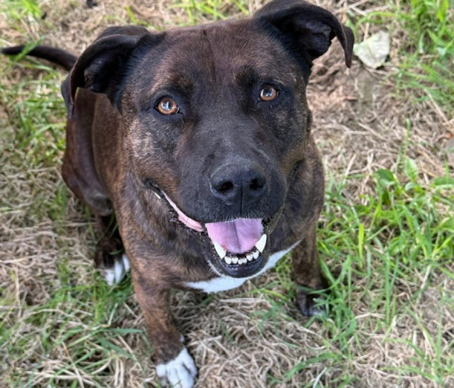 Maya - Chien Bouledogue Américain à adopter