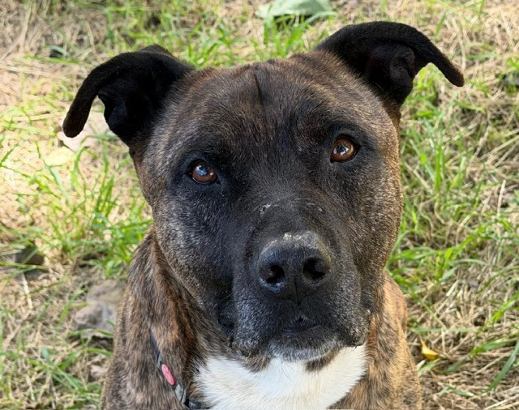 Rex - Chien Bouledogue Américain à adopter