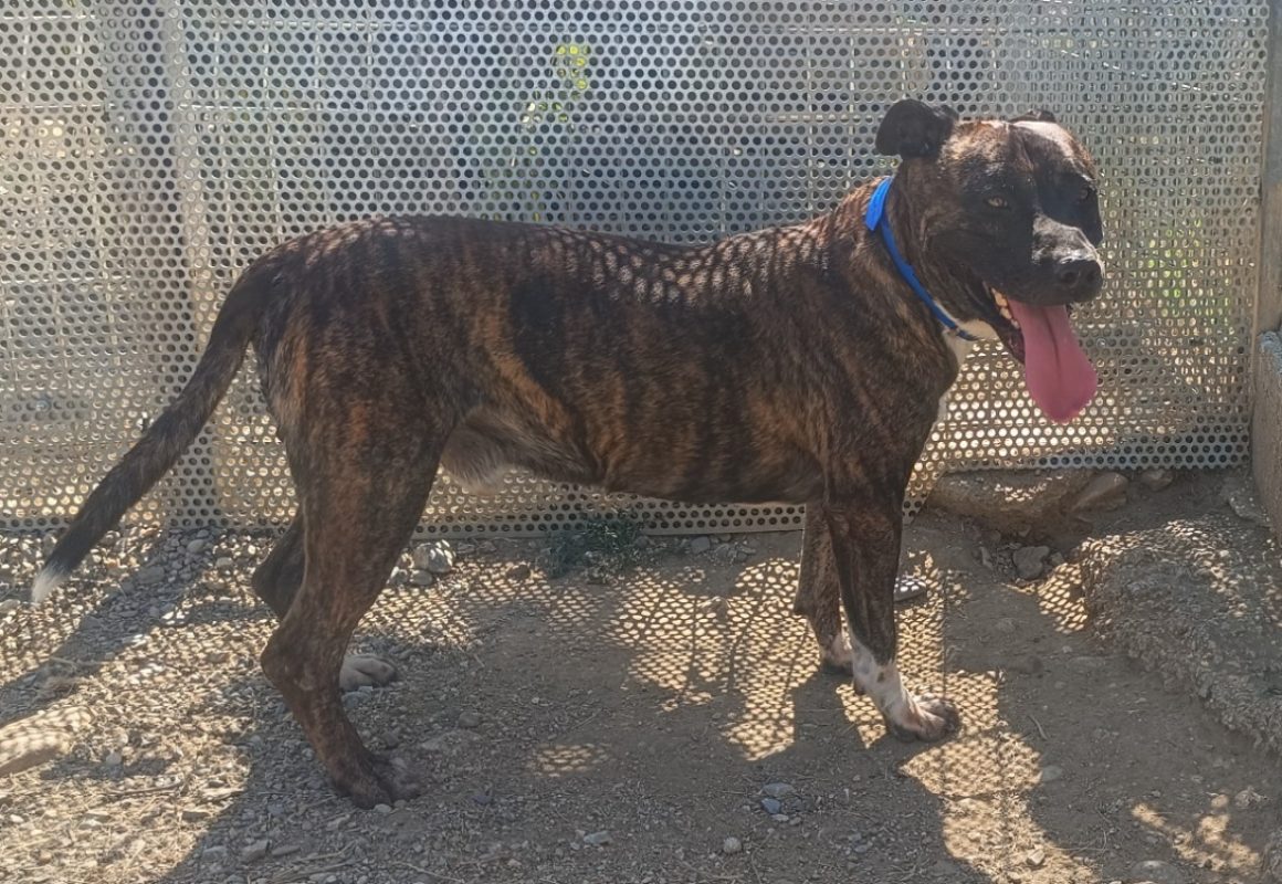 Rex - Chien Bouledogue Américain à adopter - photo 2