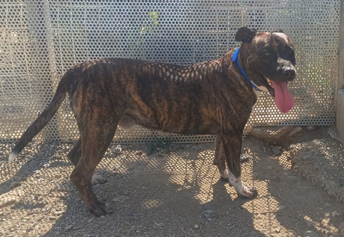 Rex - Chien Bouledogue Américain à adopter - photo 2