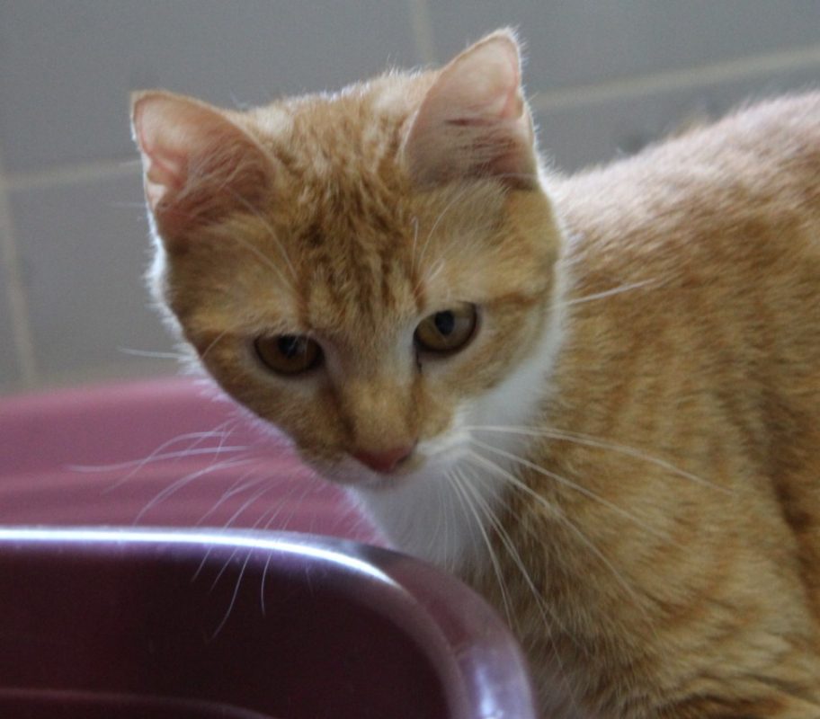 Peche - Chat Européen à adopter