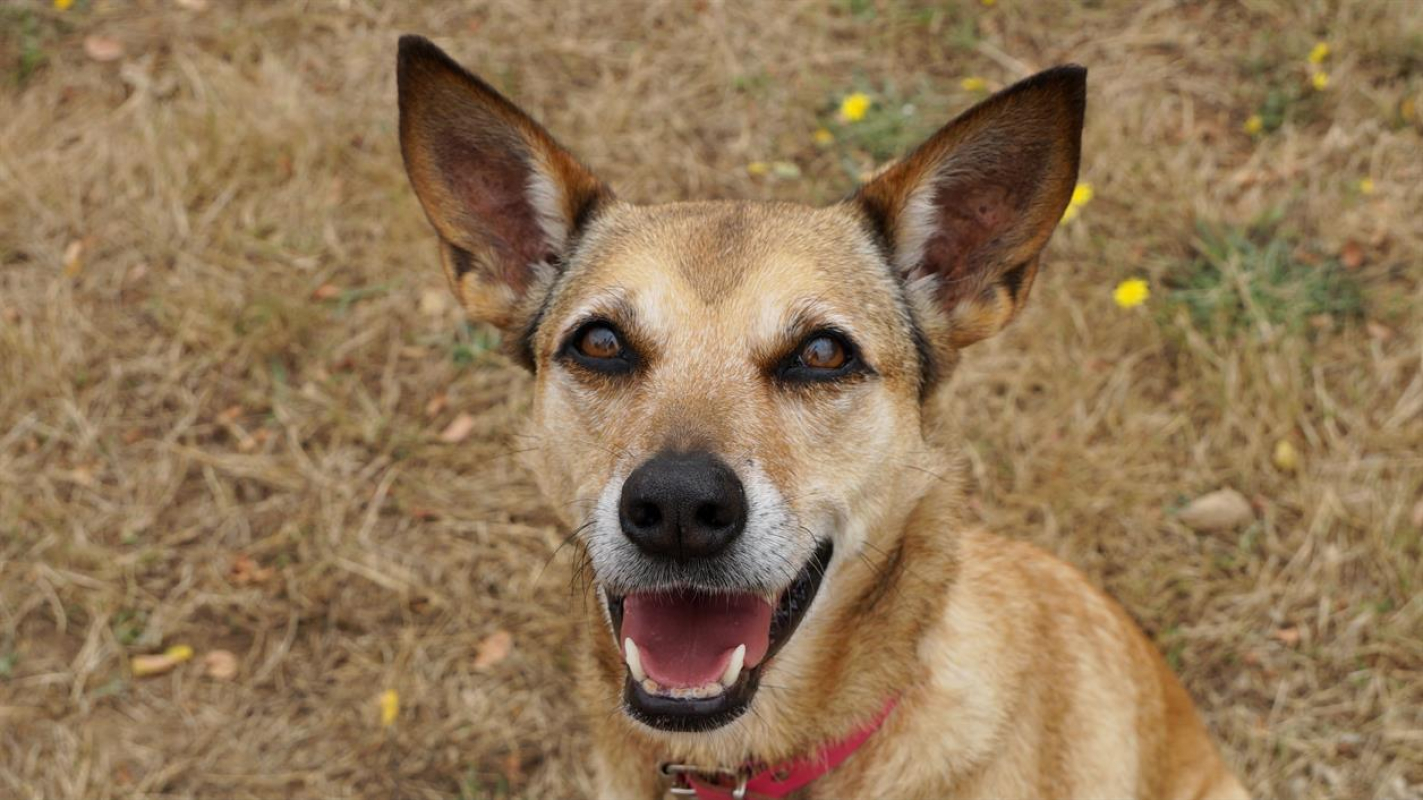 Photo #1 de Edora promise