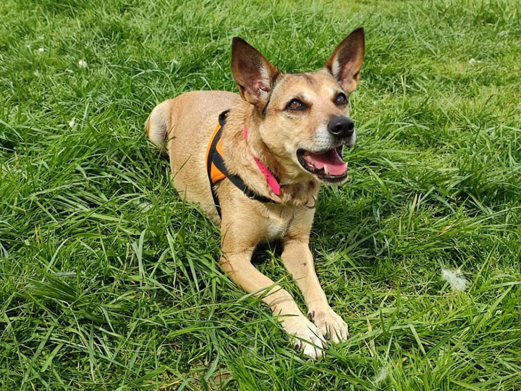 Photo #2 de Edora promise