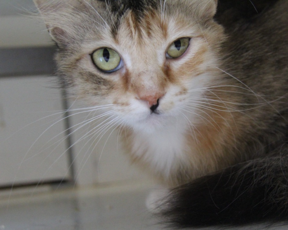 Photo de Framboise