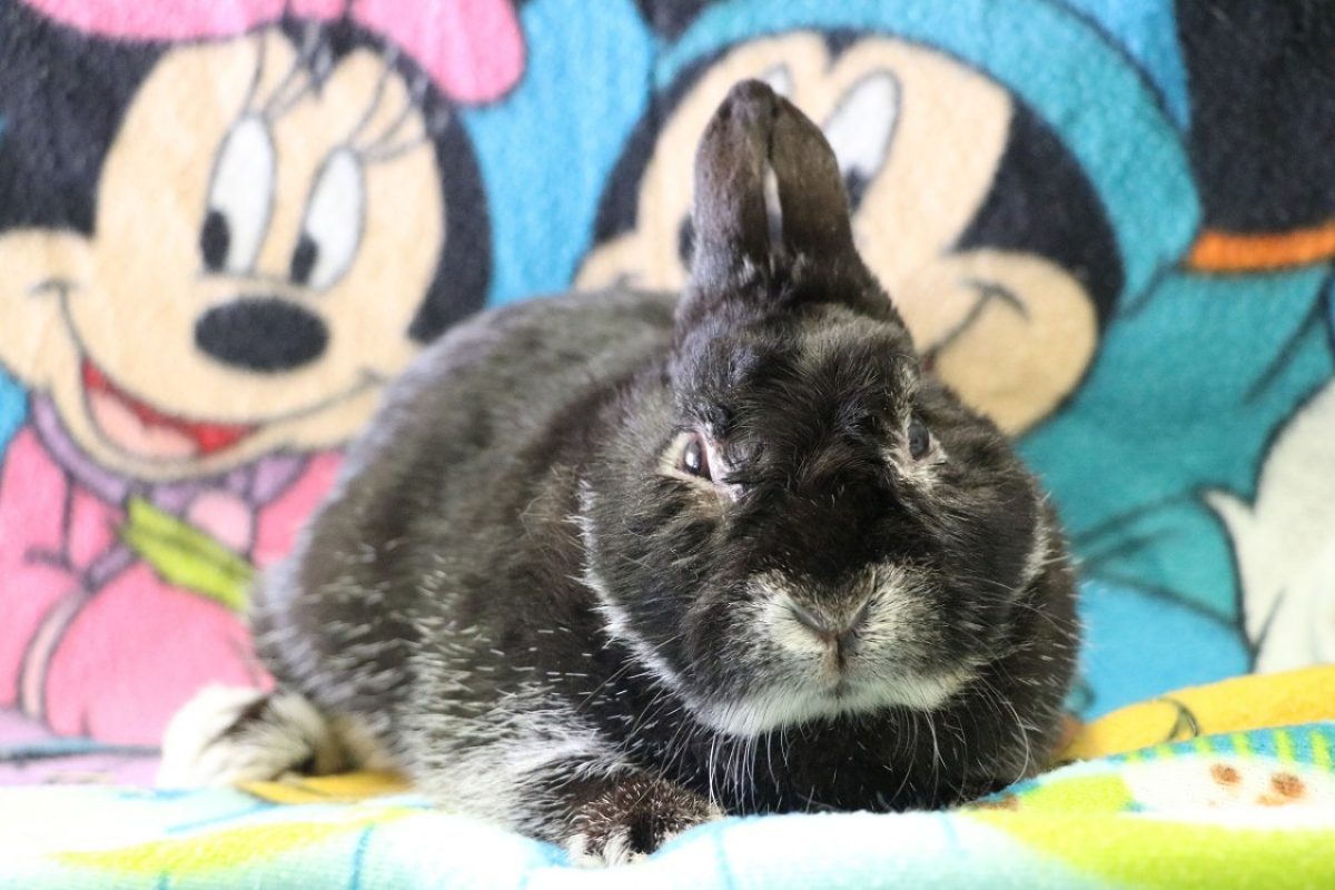 Chanterelle - Rongeur Lapin à adopter