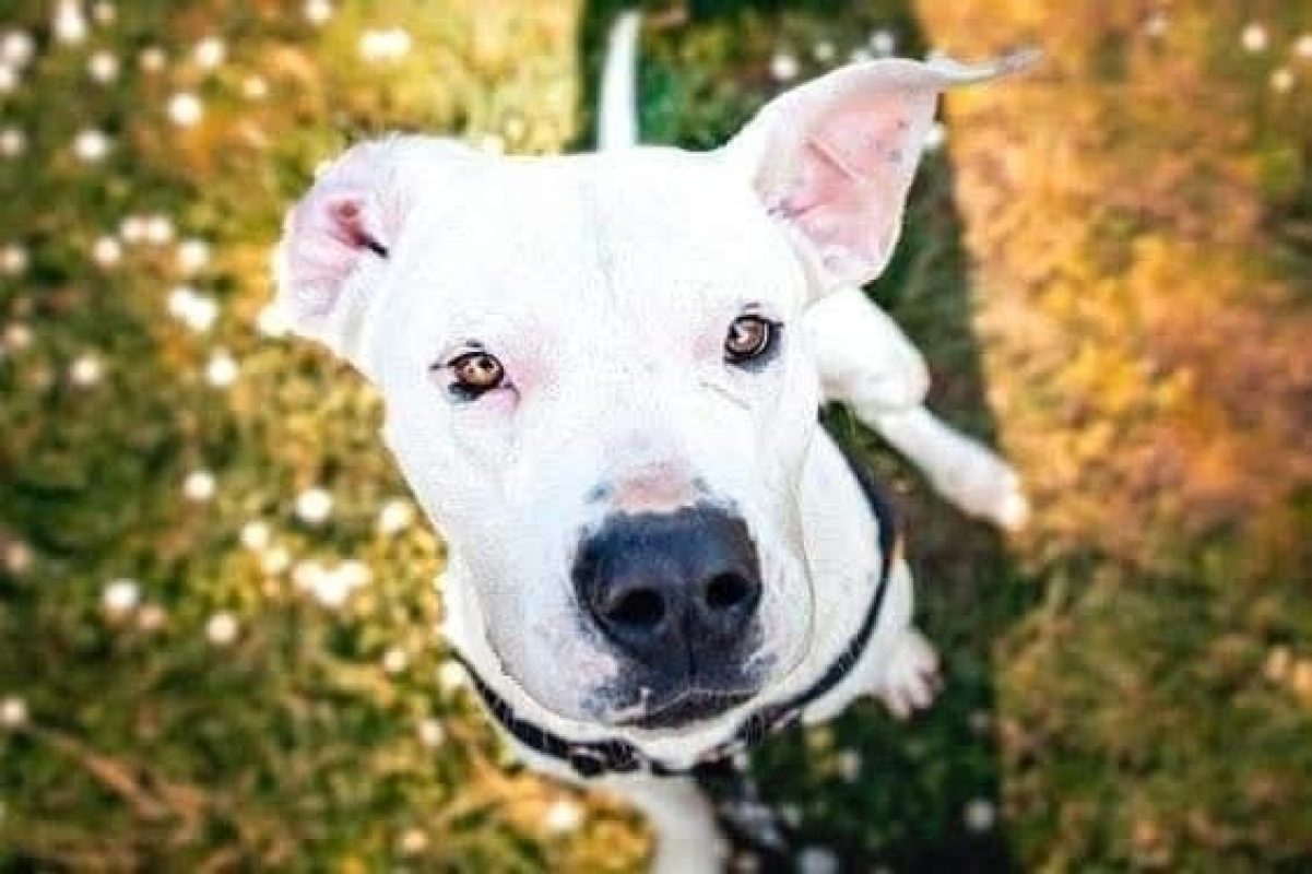 Ally - Chien à adopter - photo 3