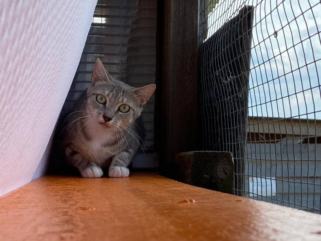 Photo #1 de Maya