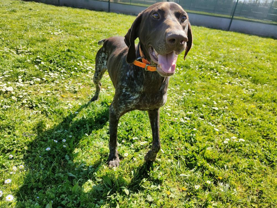 Photo #1 de Sherlock