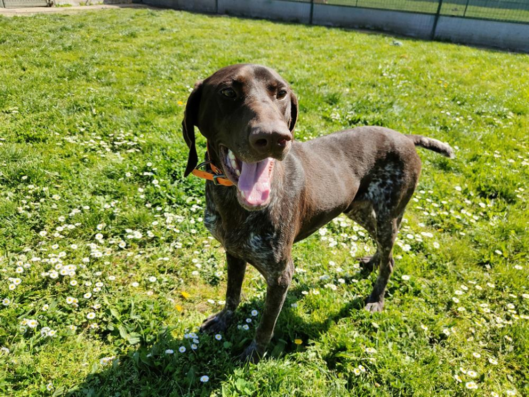 Photo #2 de Sherlock