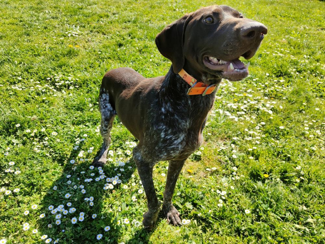 Photo #3 de Sherlock