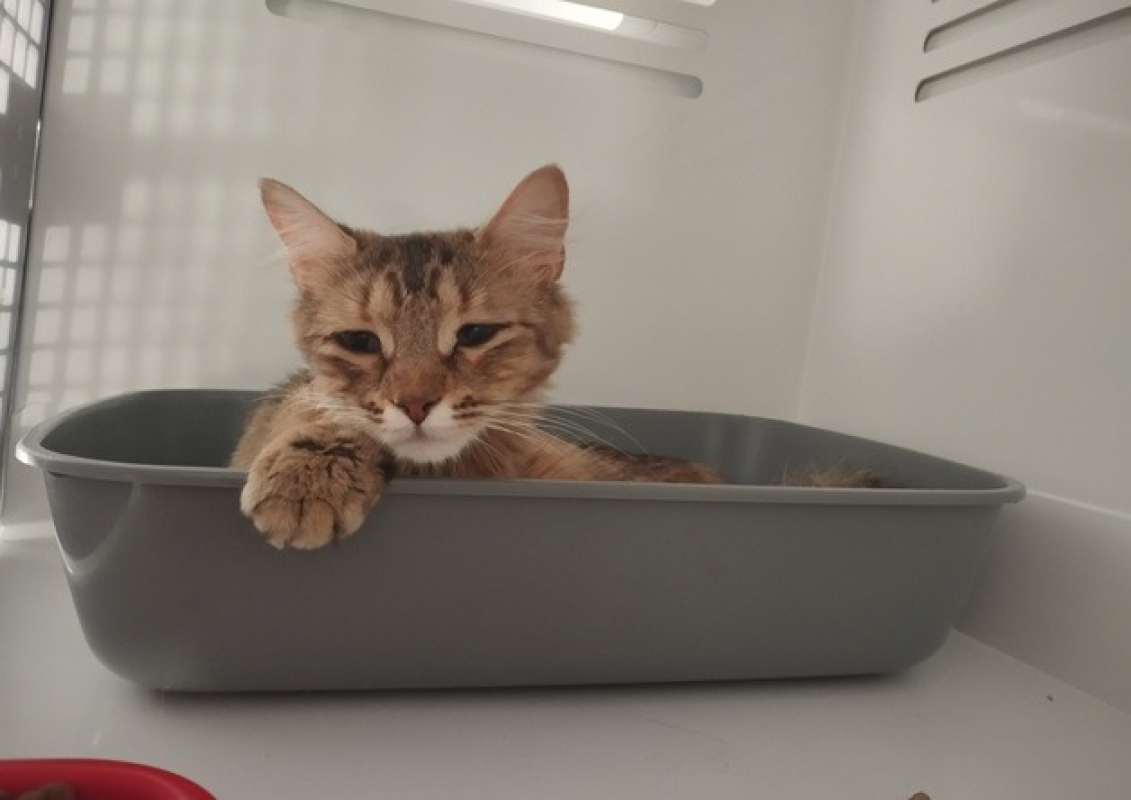 Photo de Jennie