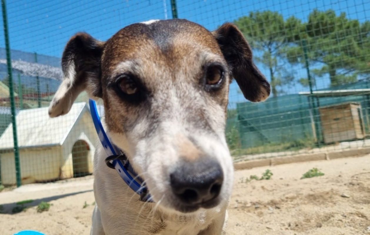 Prosper - Chien à adopter - photo 2