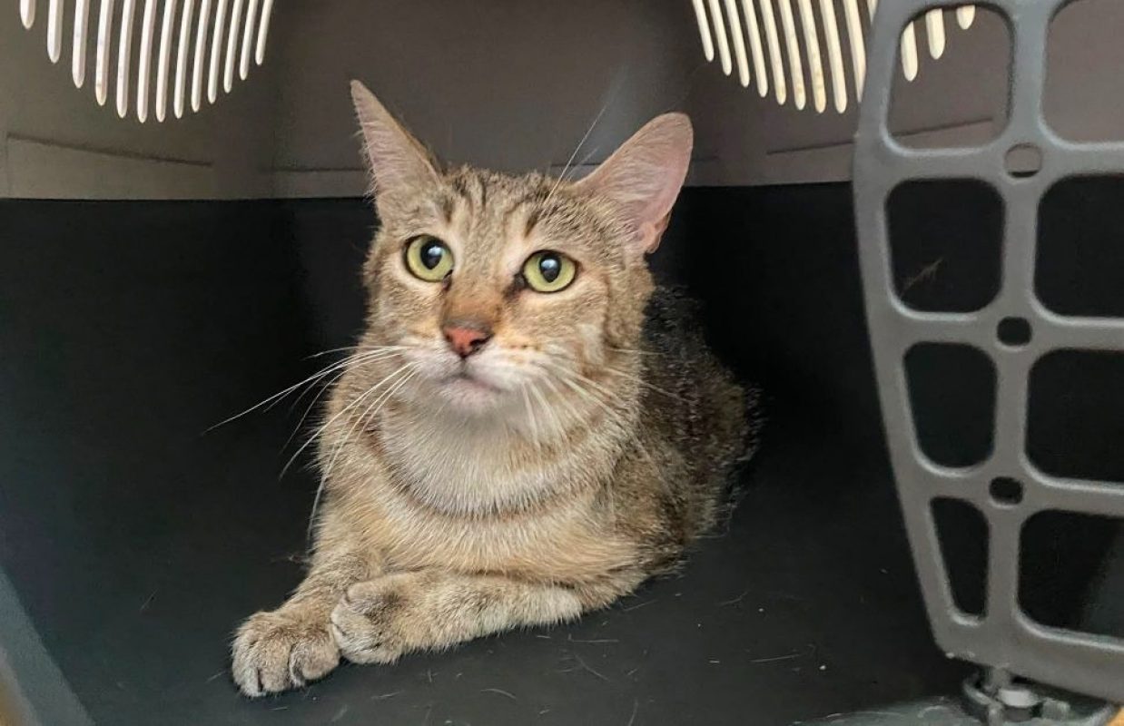 Corail - Chat Européen à adopter