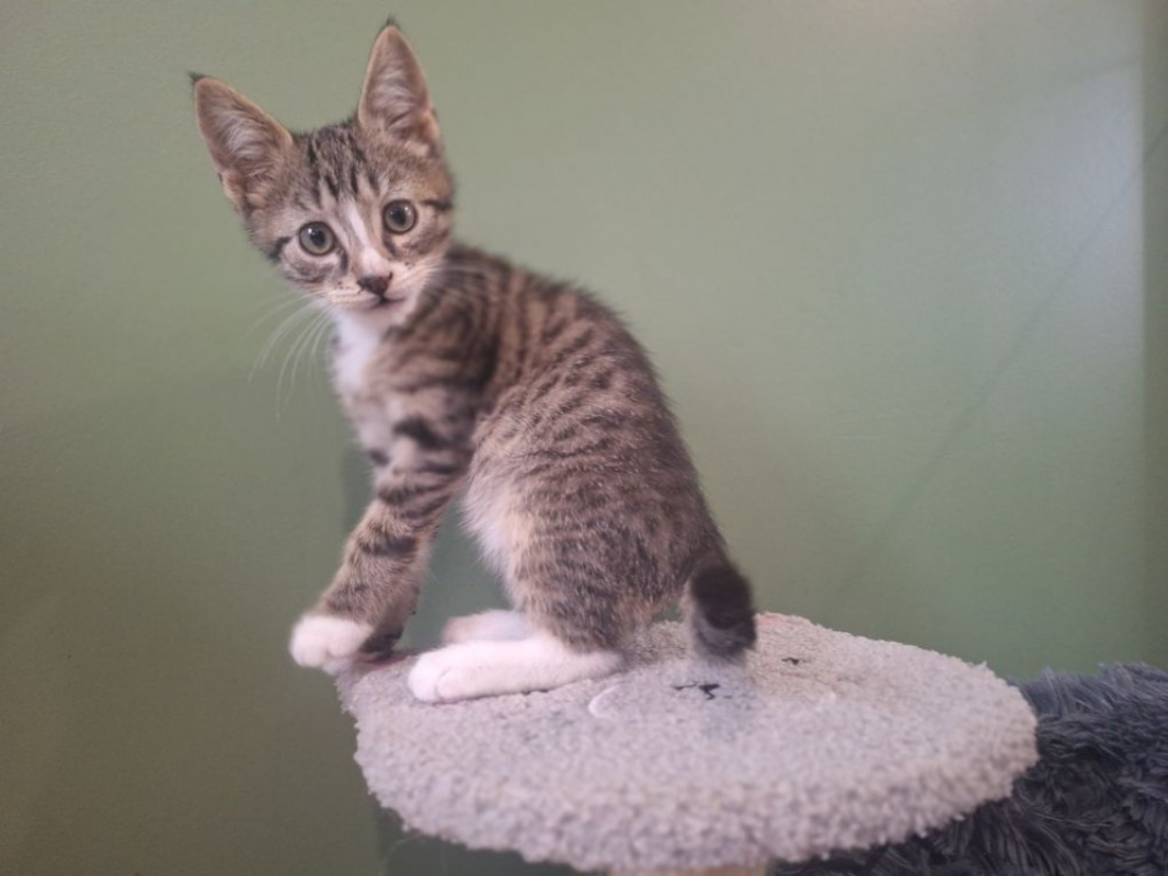 Photo #1 de Abricot