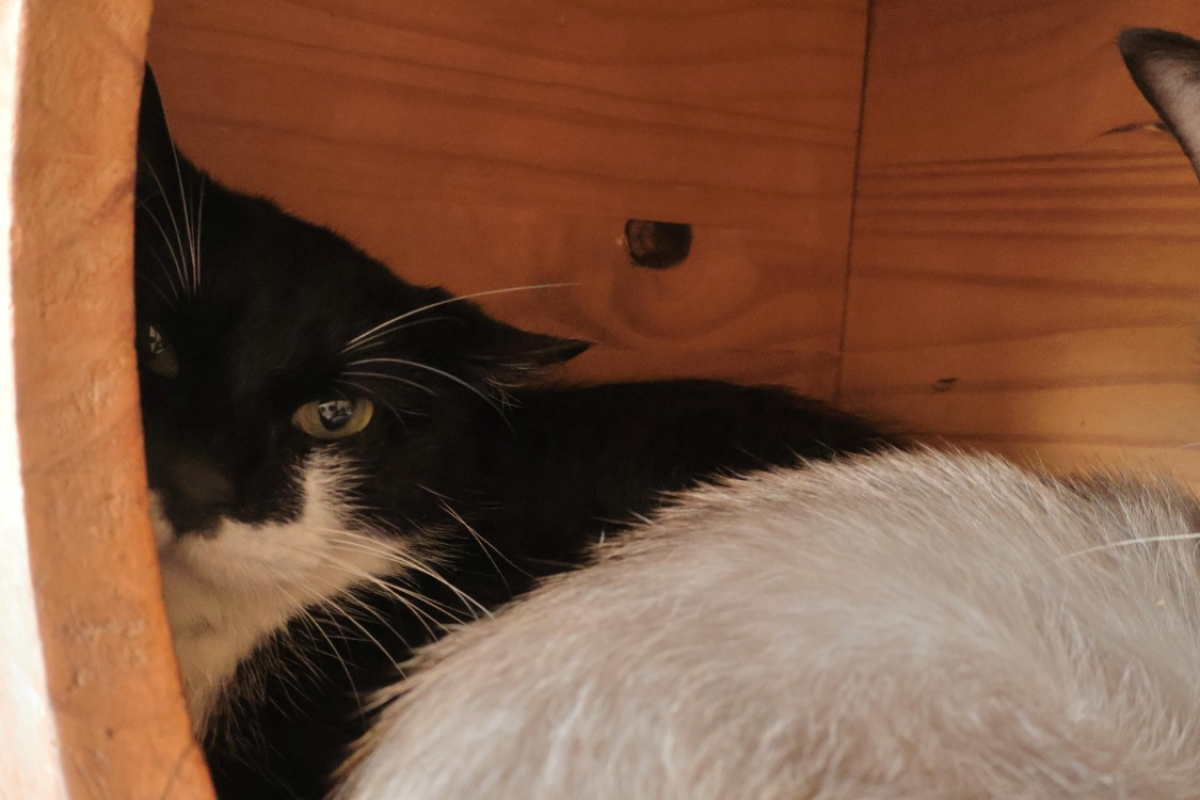 Photo de Onyx