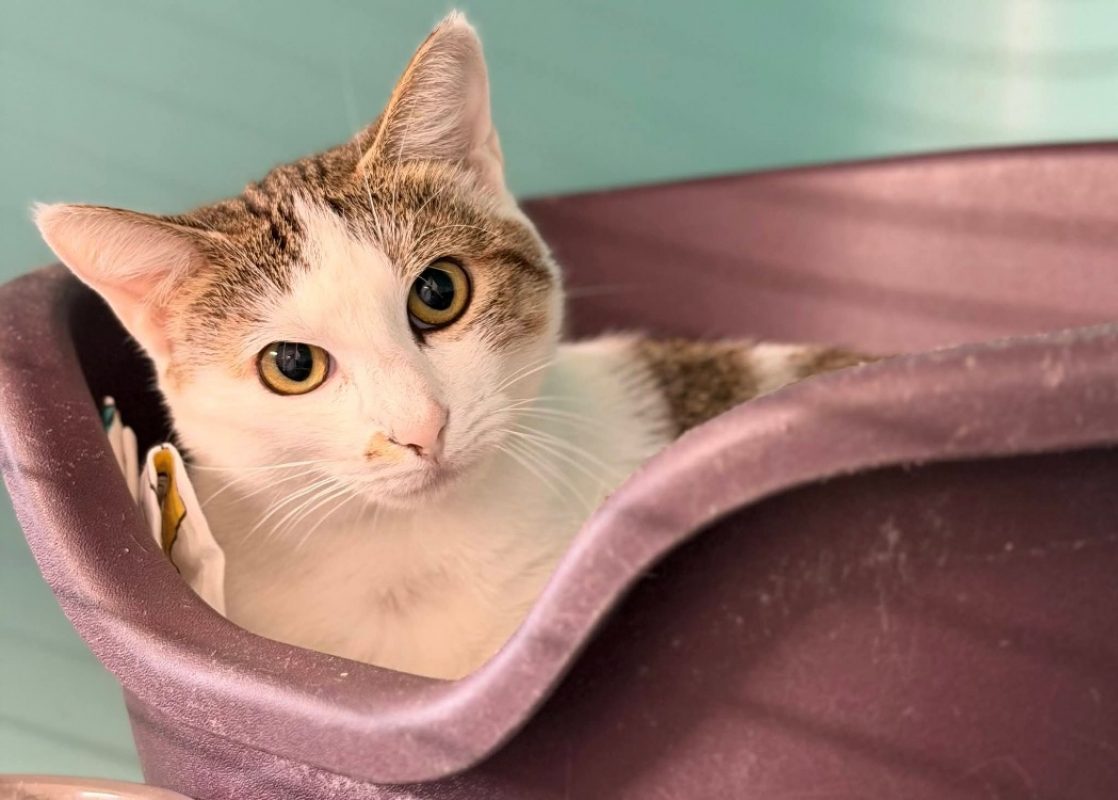 Livira - Chat Européen à adopter
