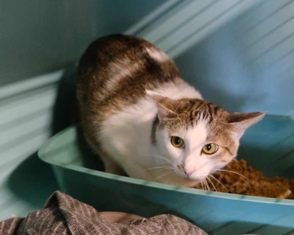 Livira - Chat Européen à adopter - photo 2