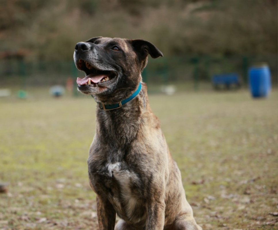 Photo #3 de Zeus