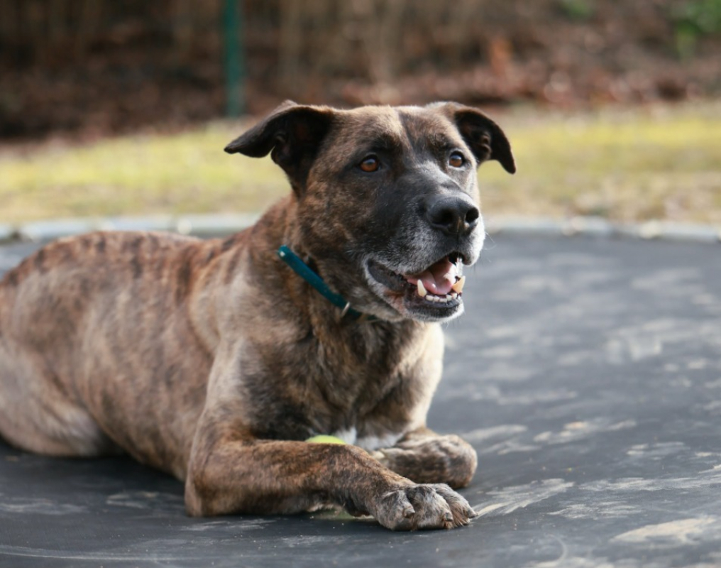 Photo #4 de Zeus
