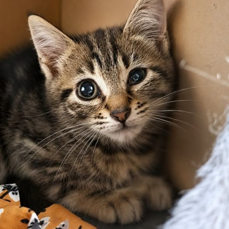 Photo #2 de Mignon