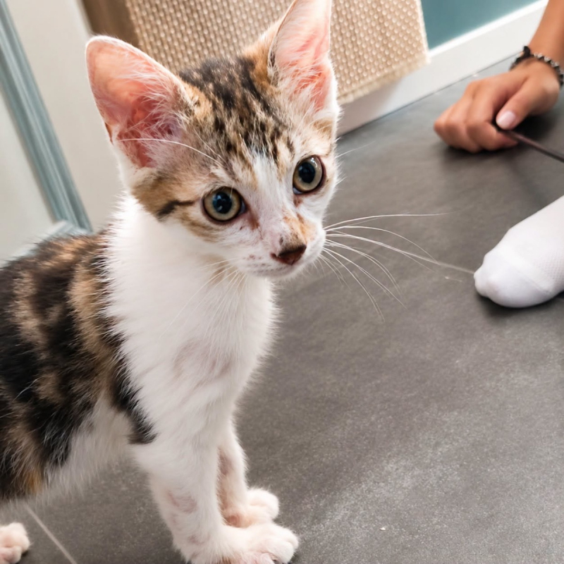 Photo #4 de JIMBO