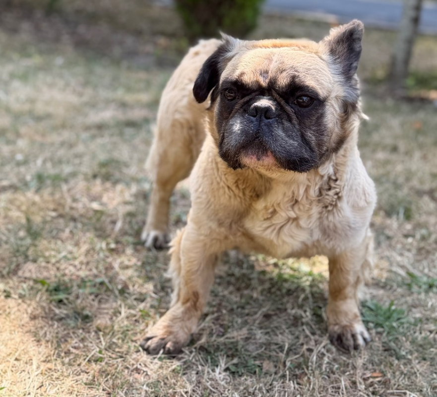 Photo de Pollux