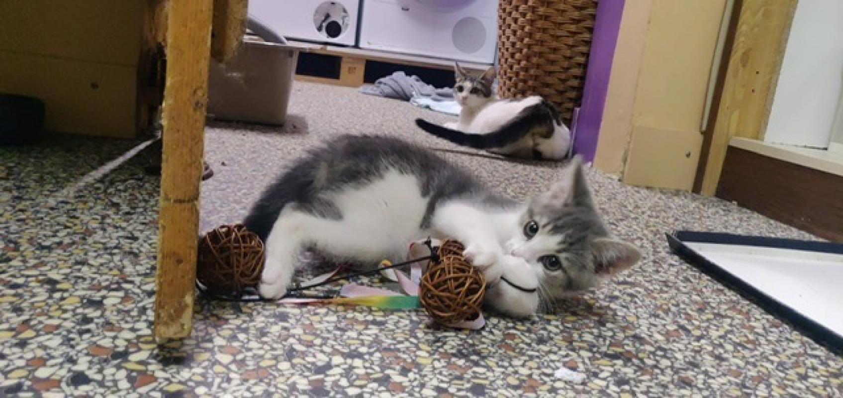 Photo #2 de Astro