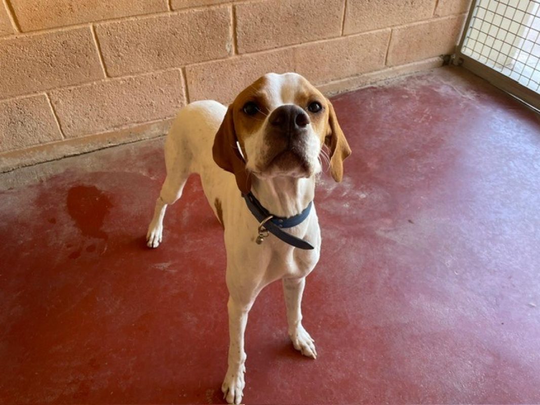Maxou - Chien Pointer Anglais à adopter