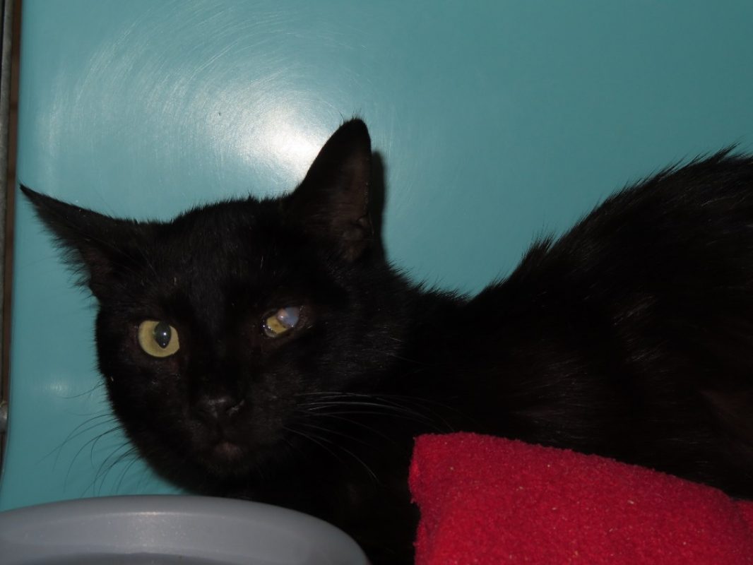 Auguste - Chat Européen à adopter - photo 2