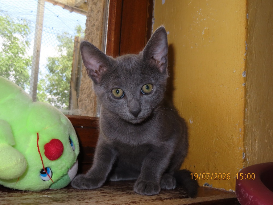 Photo #2 de Jasper