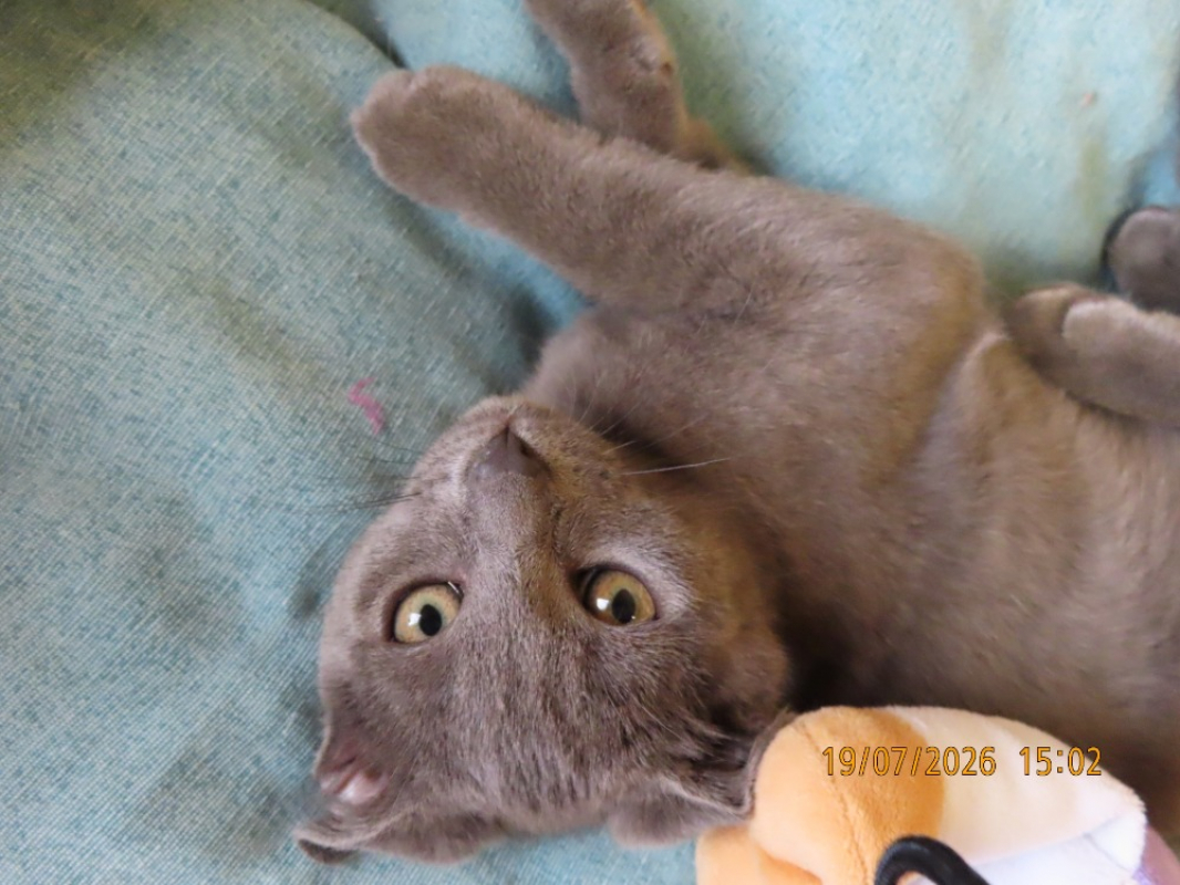 Photo #6 de Jasper