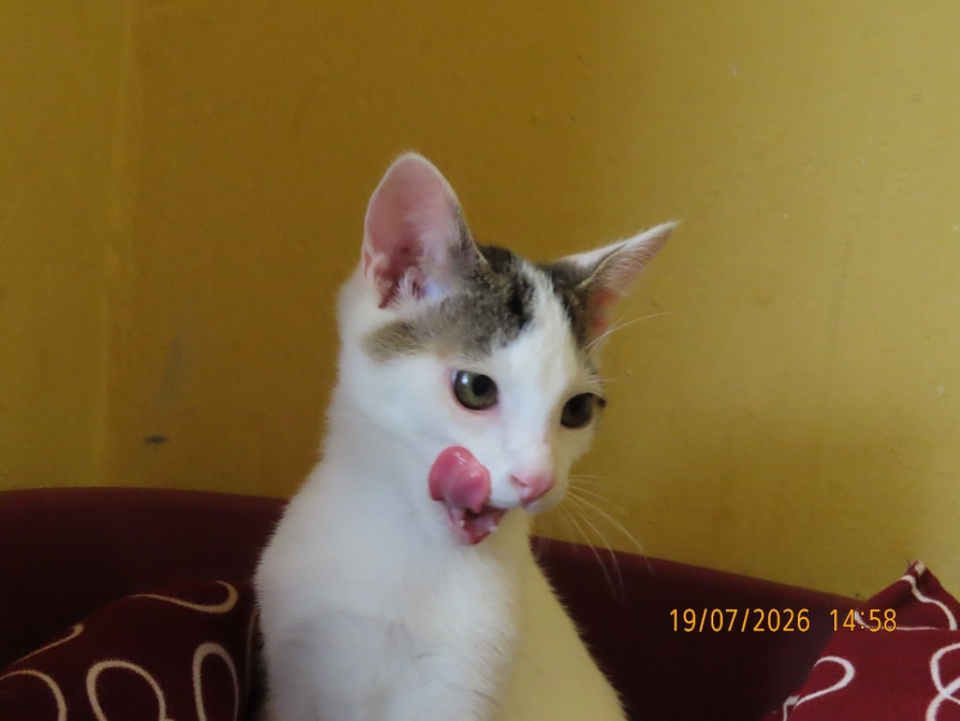 Photo #1 de Koga