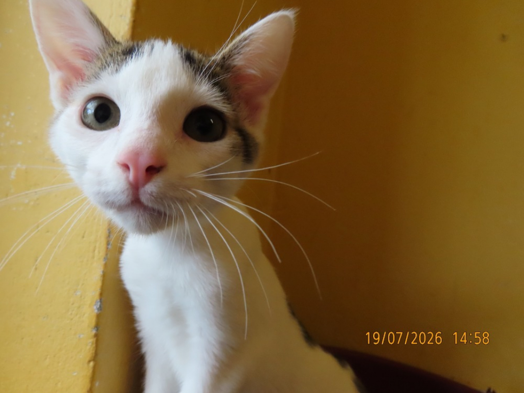 Photo #2 de Koga