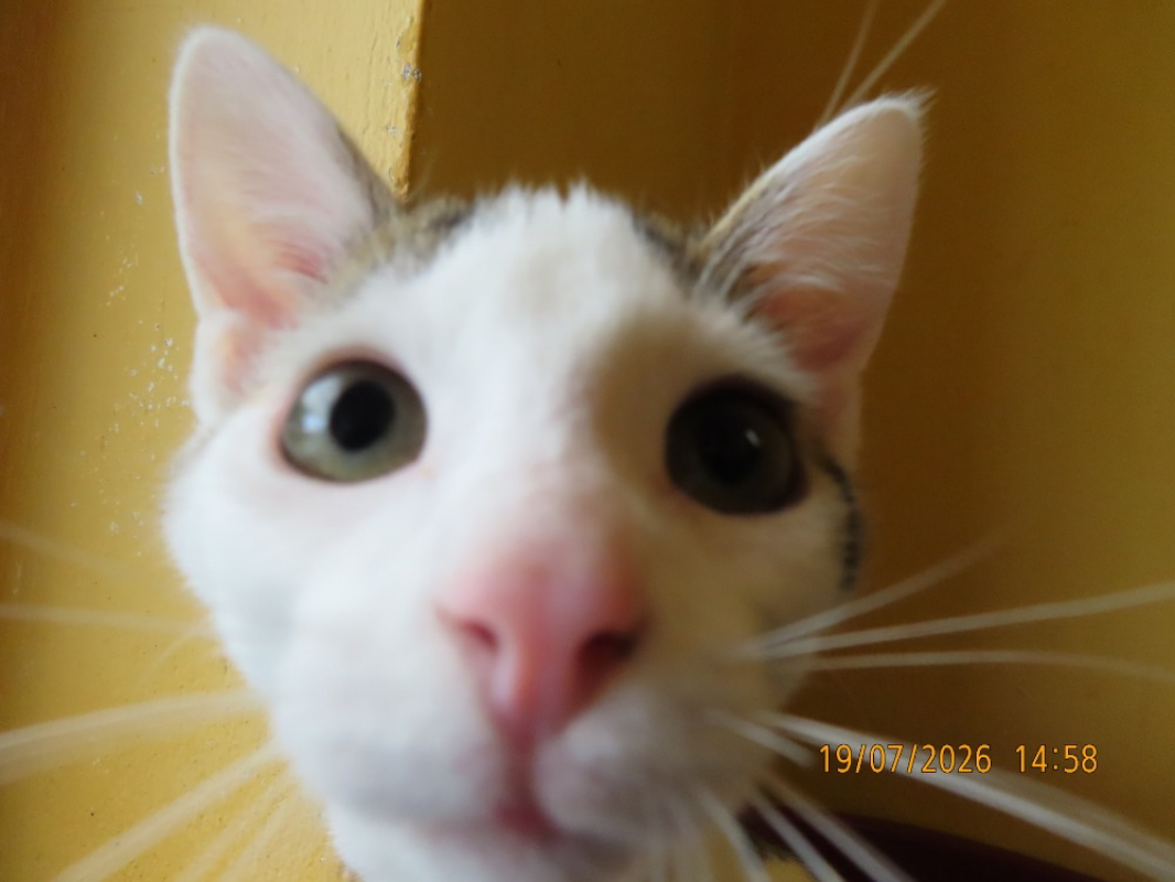Photo #4 de Koga
